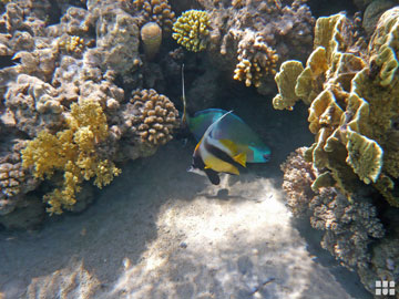 Fisch schwimmt an einem Korallenriff in Ägypten