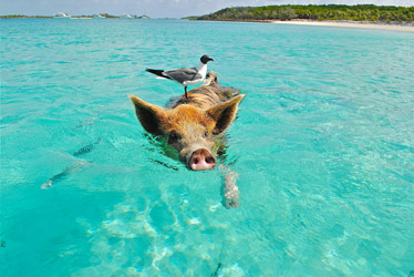 Ein Schwein schwimmt im türkisfarbenen Meer in den Bahamas