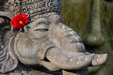 Eine steinerne Statue in Form eines Elefantenkopfes geschmückt mit einer roten Blüte