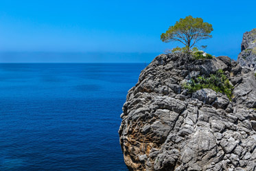 Baum an einer felsigen Küste auf den Mallorca