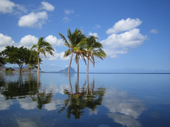 Palmen am Meer in Mauritius